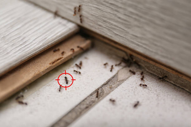 Best Mosquito Control Services  in Crystal Lawns, IL