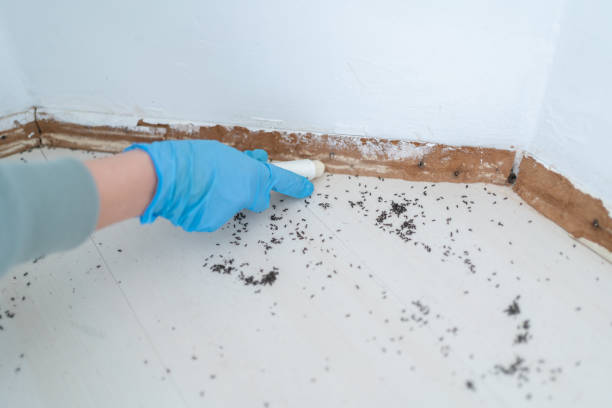 Best Termite Control Services  in Crystal Lawns, IL